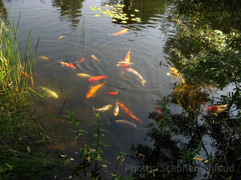 Bennas2010-6009.jpg - Pond fishes